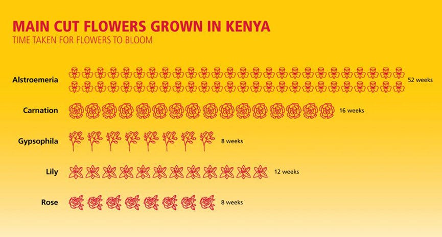 Main cut of flowers