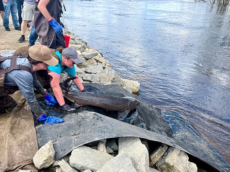Wisconsin sturgeon spawning and stocking