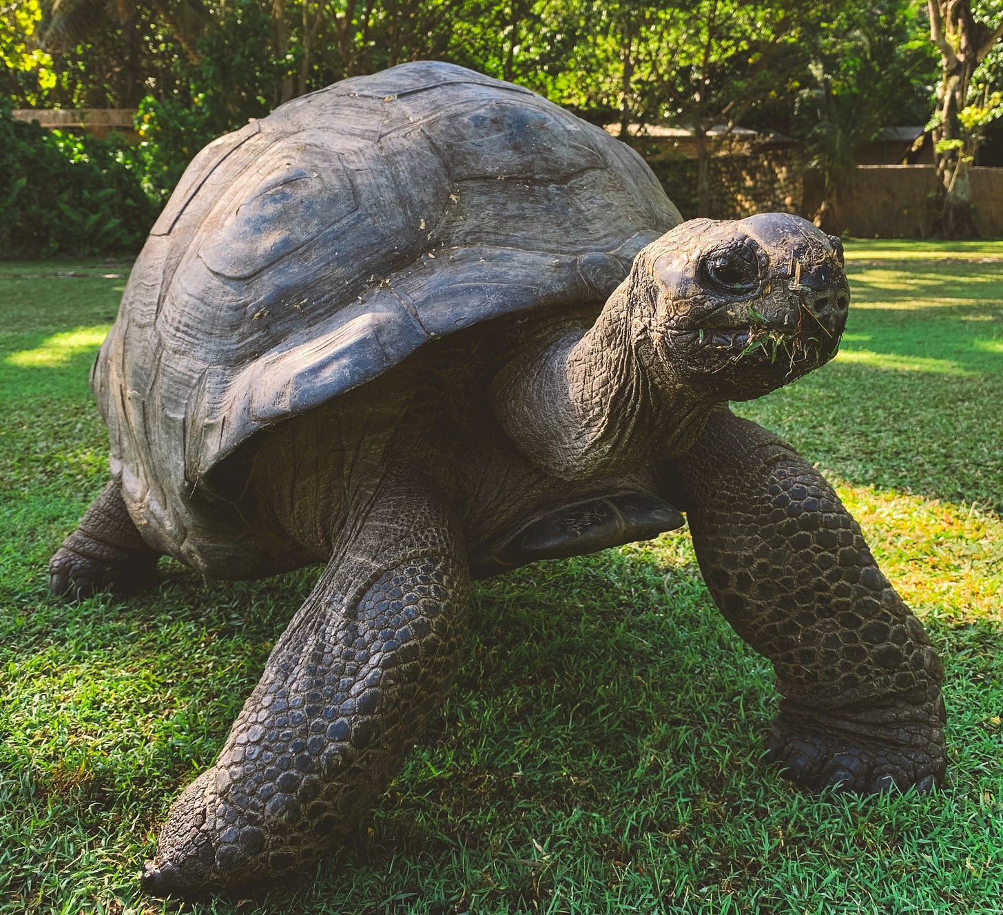 A brown tortoise on a lawn looking very chill A brown tortoise on a lawn looking very chill