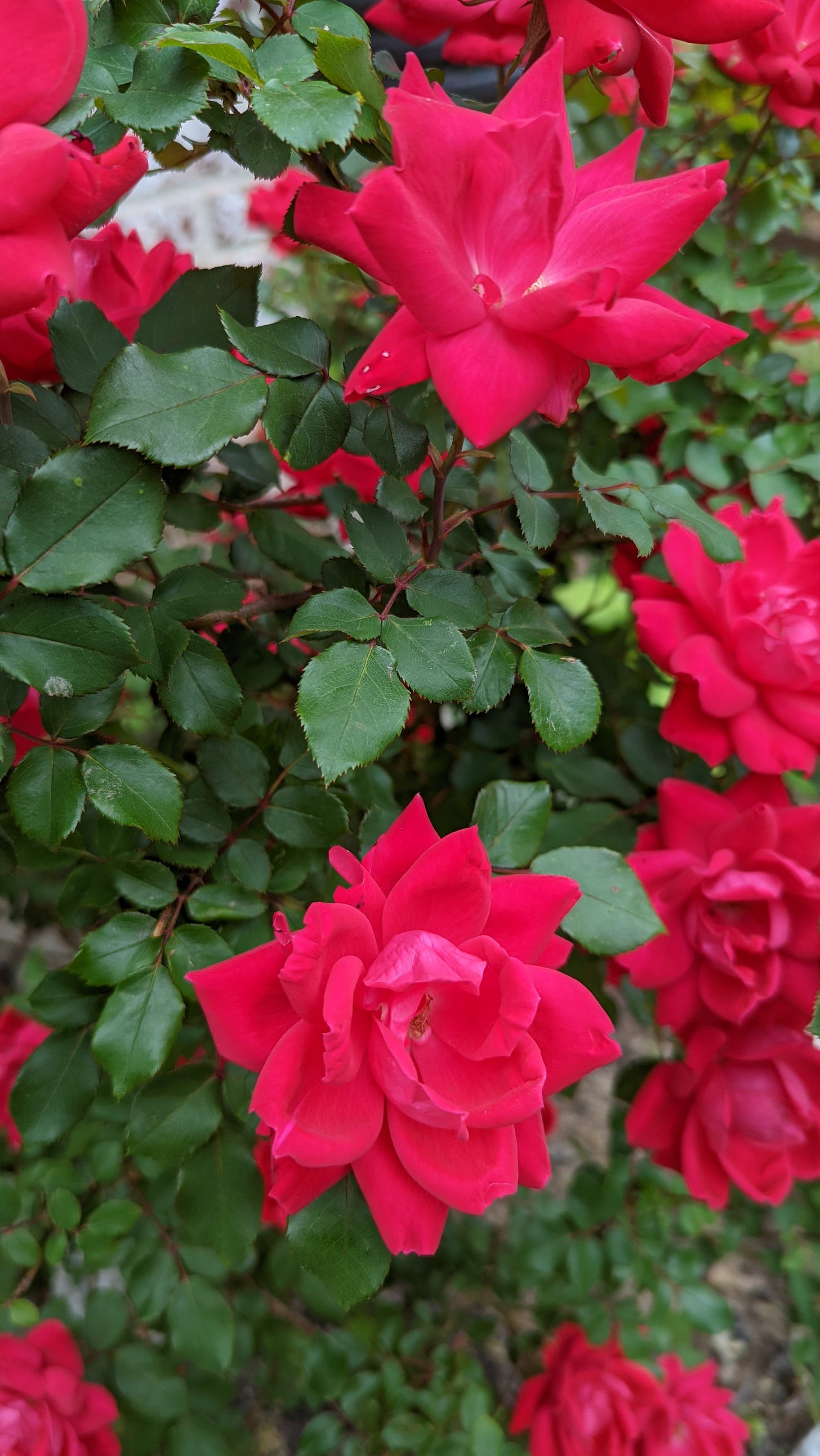 Pink rose