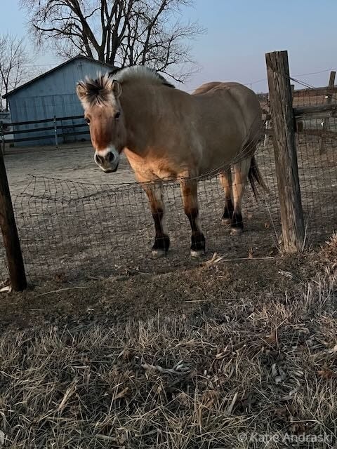 A brown horse stands behind a wire fence in a rural setting.
