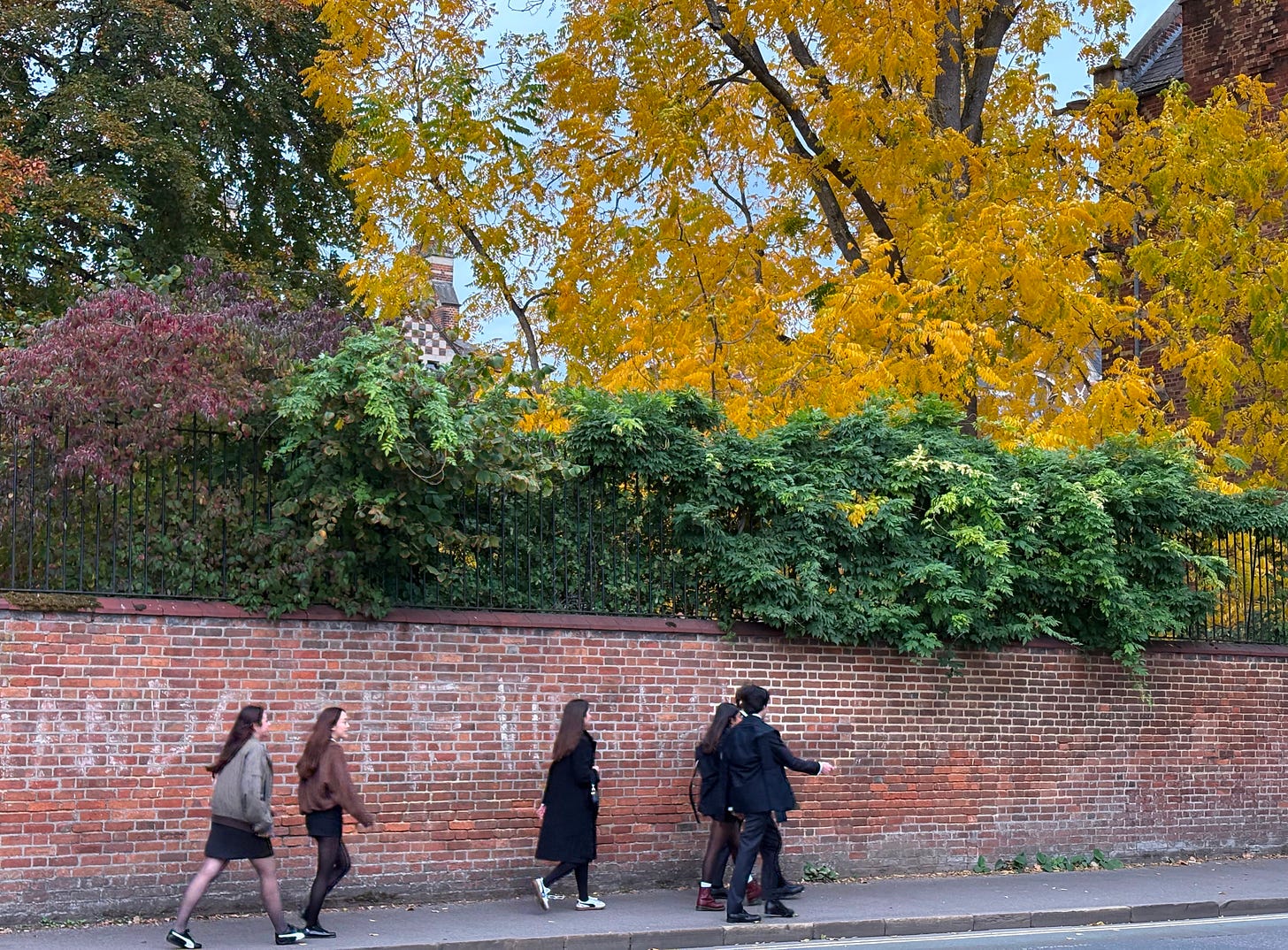 A group of students dressed on black formalwear walk in a line in front of a brick wall with bright yellow autumn leaves at the top right from a tree on the other side of the wall