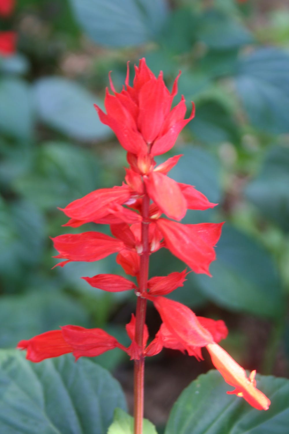 Red bloom of salvia plant