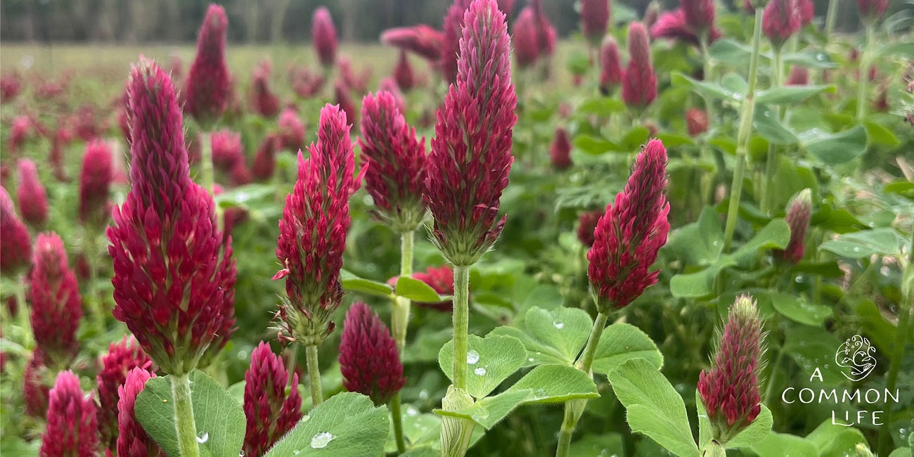 Happy Plants and Farming Updates