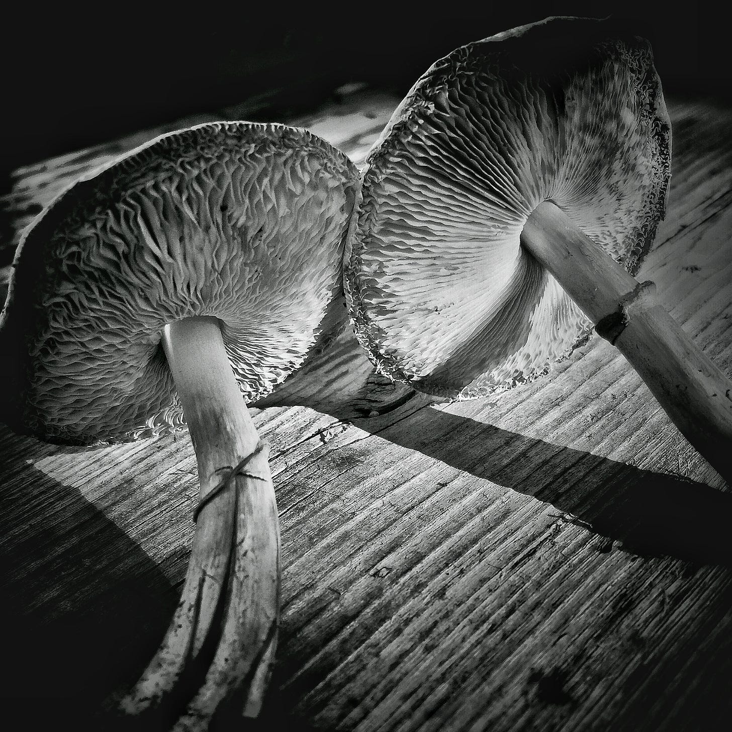 Mushrooms, Calgary, 2015