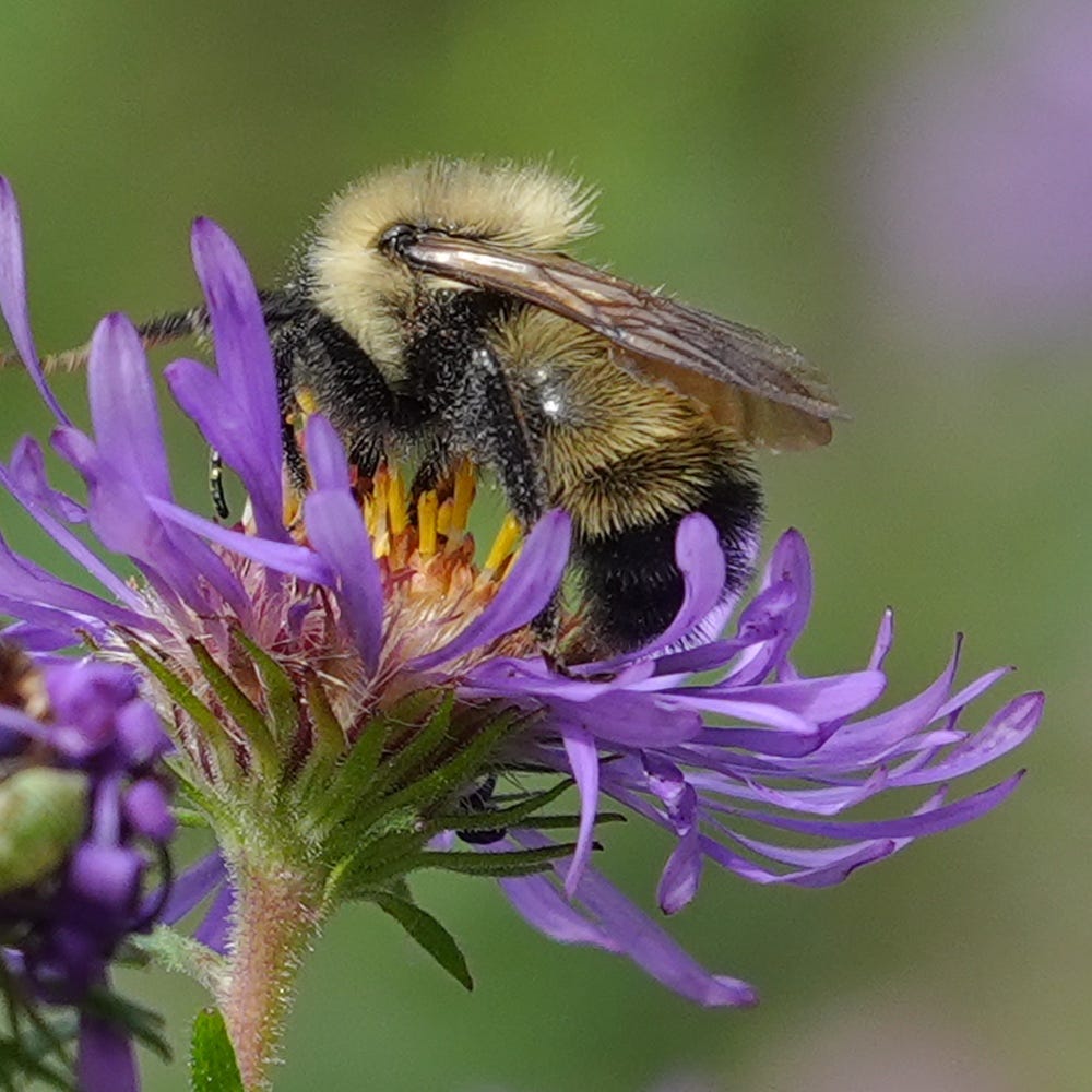 Lemon Cuckoo Bumble Bee Lemon Cuckoo Bumble Bee