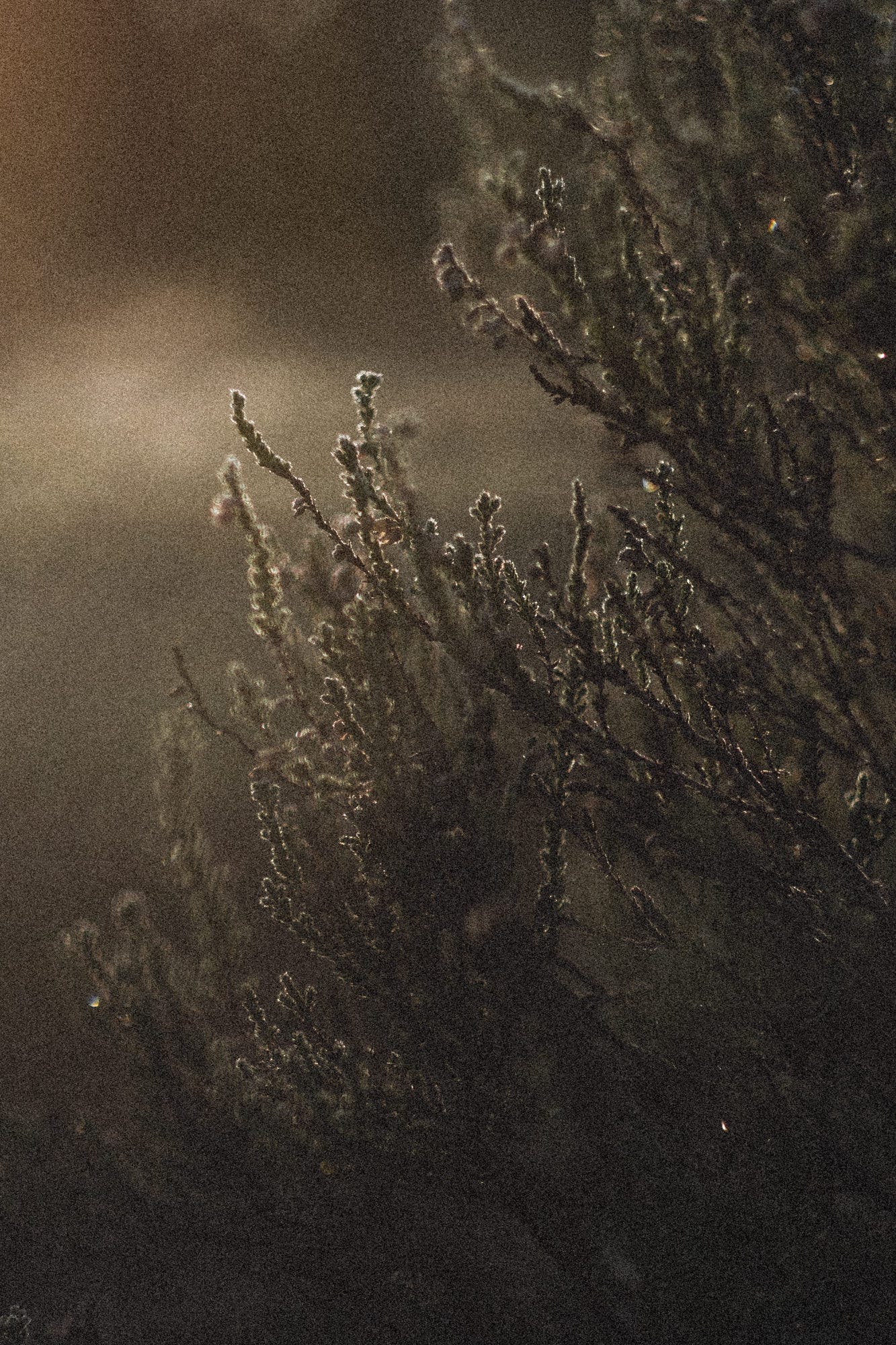 finnish frost photographs