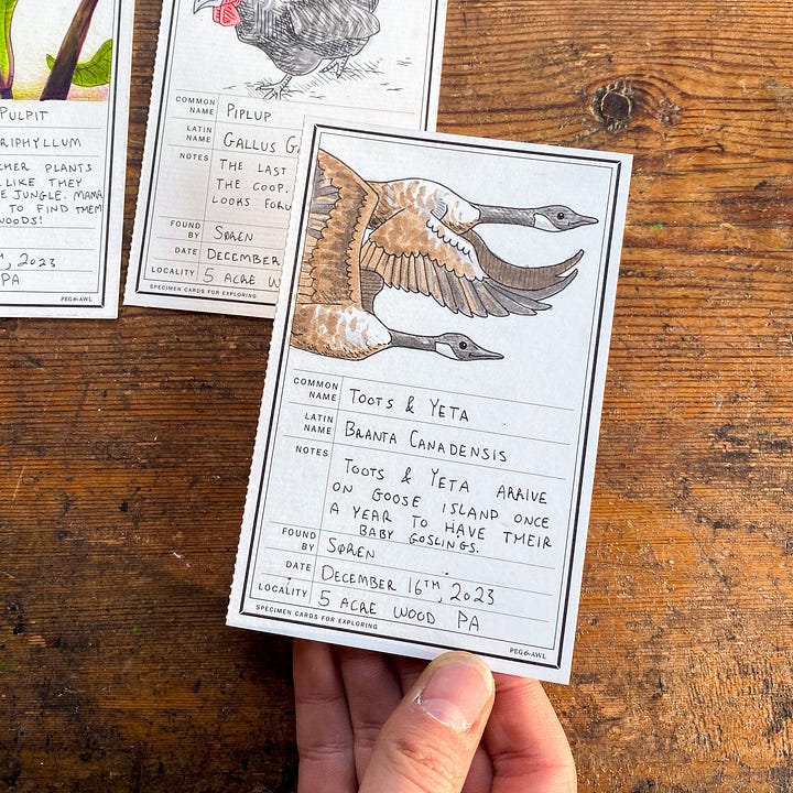 Toots and Yedda, Canadian Geese at the Five Acre Wood