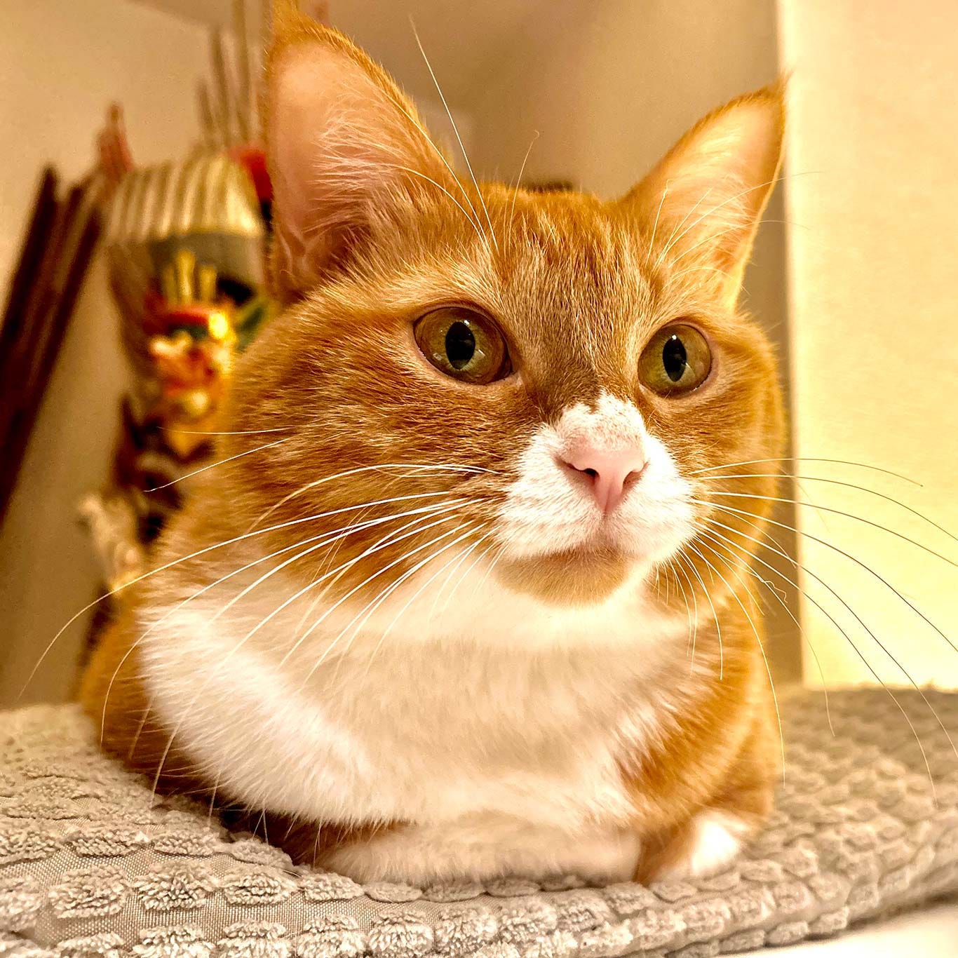 Brown cat on cushion