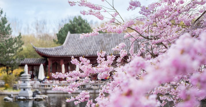 Rosa Kirschblüten am See im Chinesischen Garten