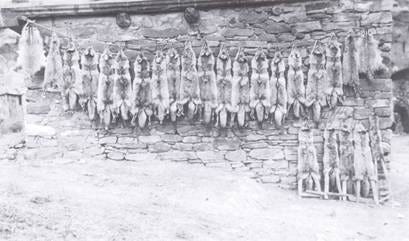 A group of animals on a wall

AI-generated content may be incorrect.