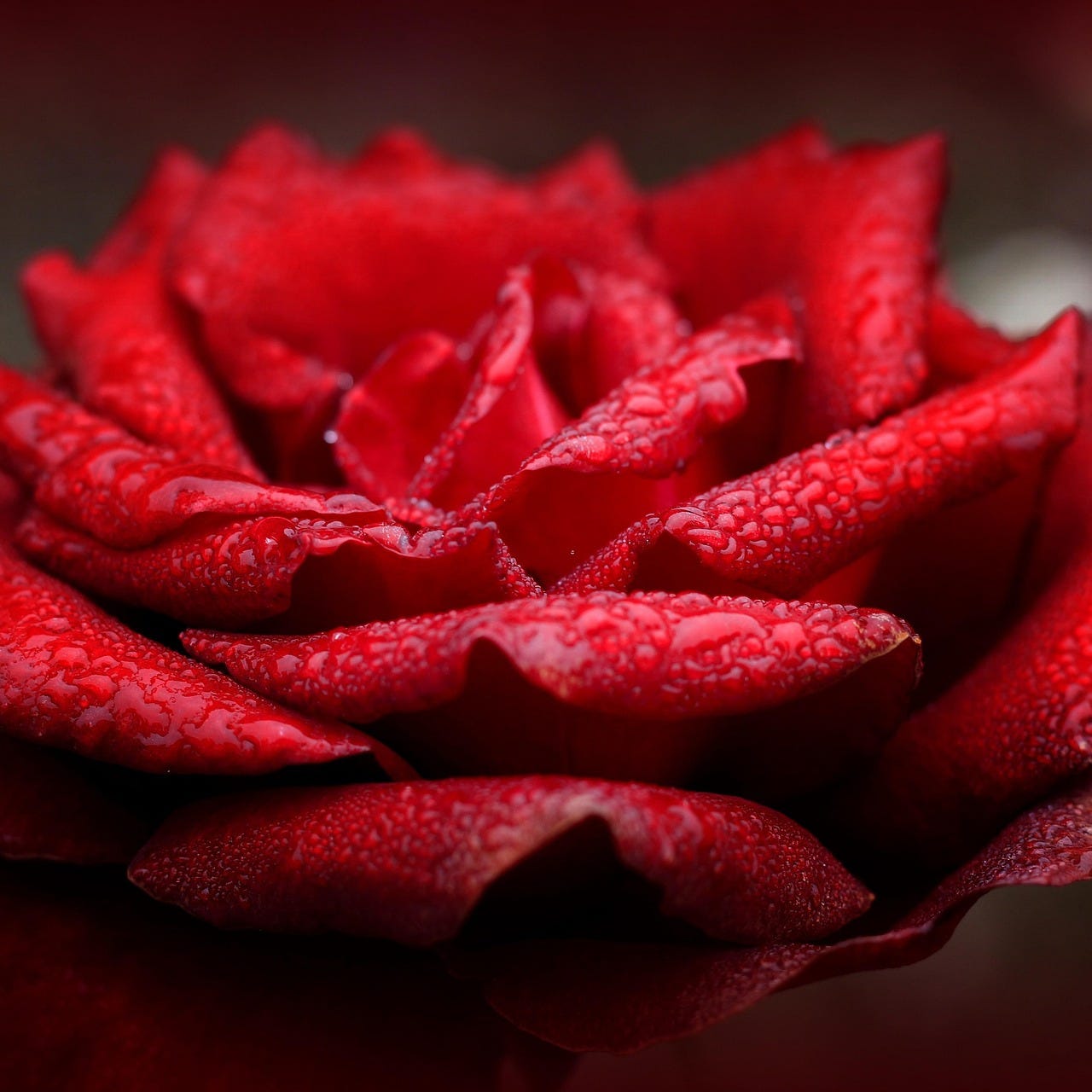 the Practical Zen Master