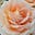 Social Orchid's avatar