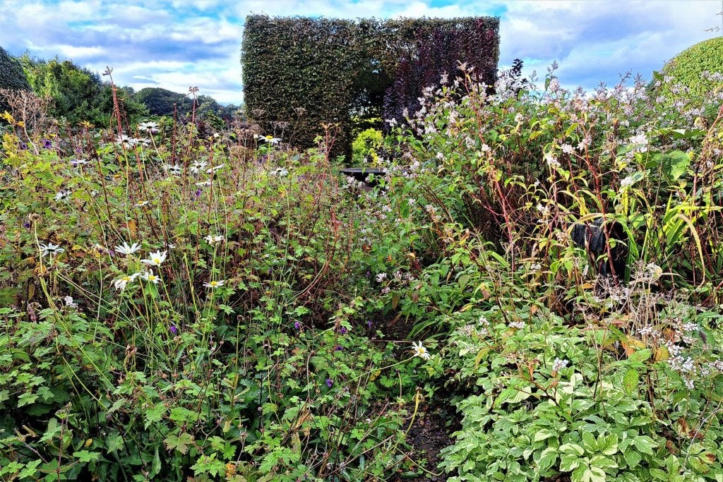 Front Garden Path at Veddw Garden copyright Anne Wareham