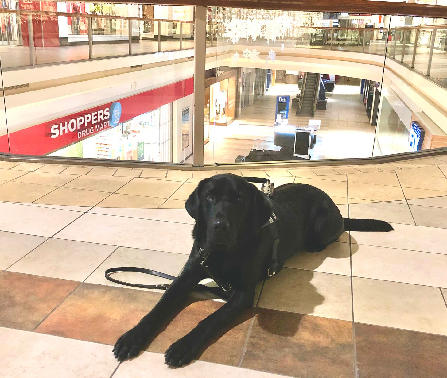 a photo of a black lab guide dog laying on the floor, in the mall