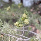 What is Focusing? (revised and updated)