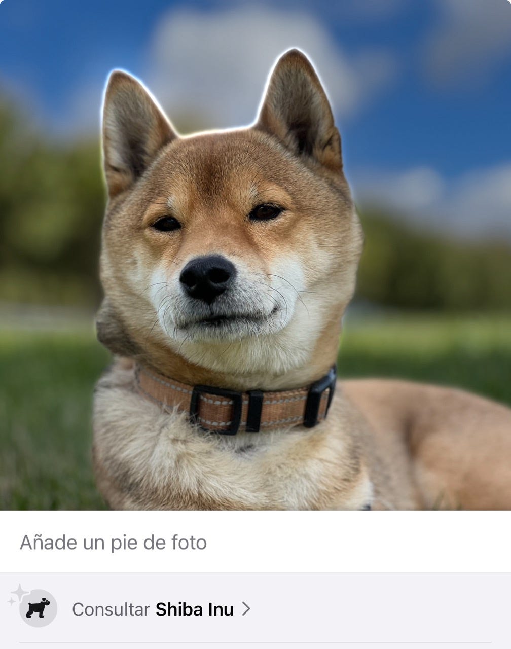 Sistema de reconocimieinto de imagen de iOS permite no sólo recortar el protagonista de una foto, sino también identificar su raza, por ejemplo, todo en tiempo real, y de manera totalmente transparente para el usuario Sistema de reconocimieinto de imagen de iOS permite no sólo recortar el protagonista de una foto, sino también identificar su raza, por ejemplo, todo en tiempo real, y de manera totalmente transparente para el usuario