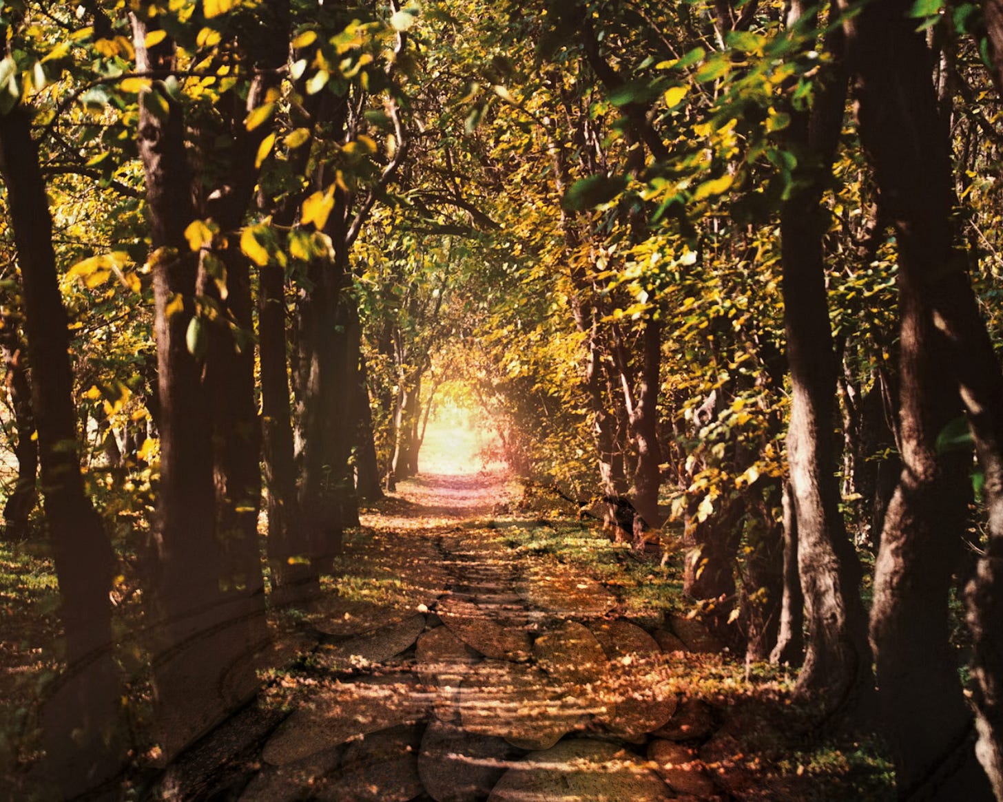Layered digital collage of a path in the trees