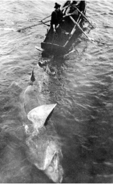 shark hunters of Aran