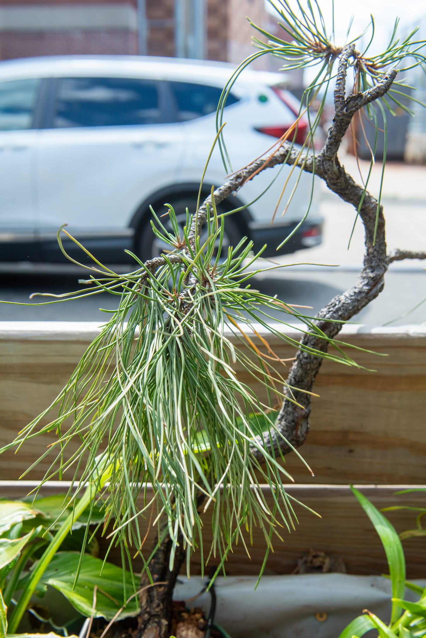 ID: Ponderosa pine bonsai