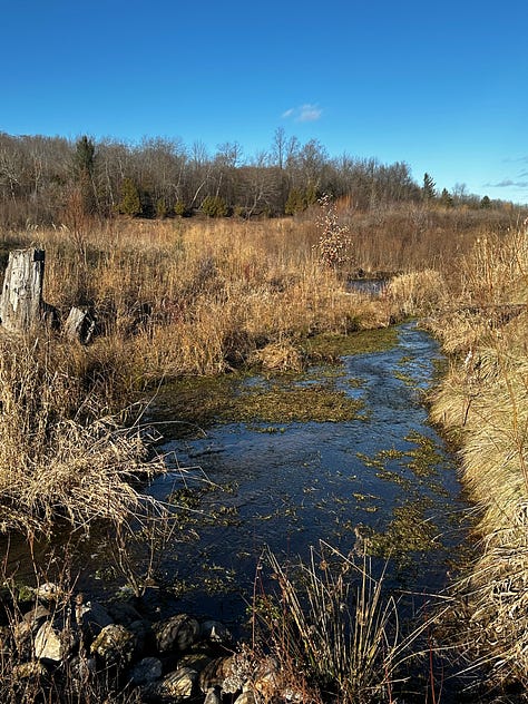 river with native grasses and saplings