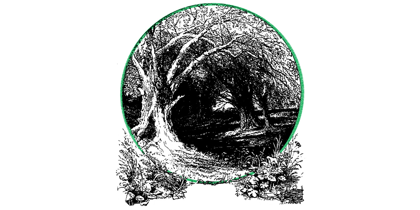 A beautiful forest with very old trees. Modified vintage public domain illustration. Black and white with one element highlighted green.