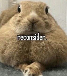 This may contain: a brown rabbit sitting on top of a carpet next to a white wall with the words reconsider This may contain: a brown rabbit sitting on top of a carpet next to a white wall with the words reconsider