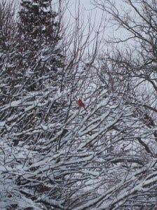 red on white