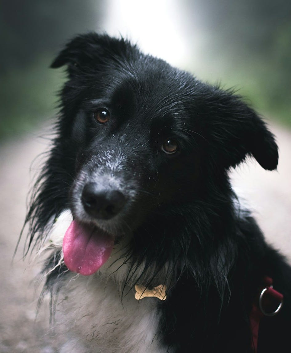 selective focus photography of dog