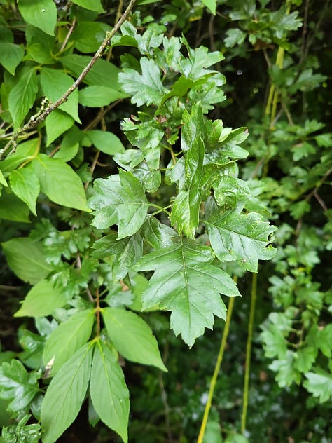 Nine pictures of grass, shrubs and trees.