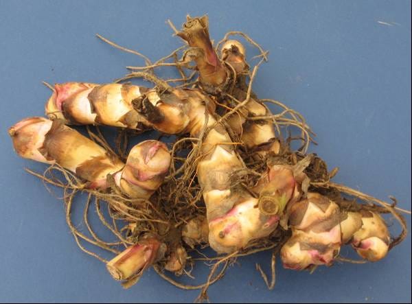 Canna Lily Care: Everything You Need to Know