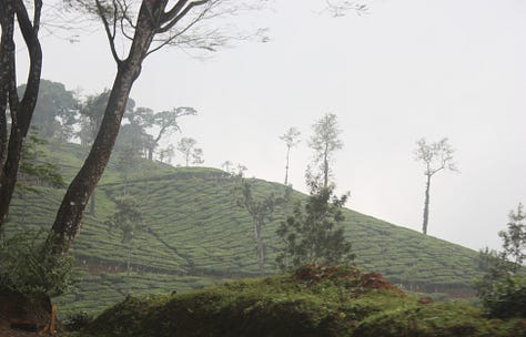 Images which show close-cropped rows of tea bushes with taller trees amongh them, as described in the text. Some are in full sun, some in evening light and some on the mist