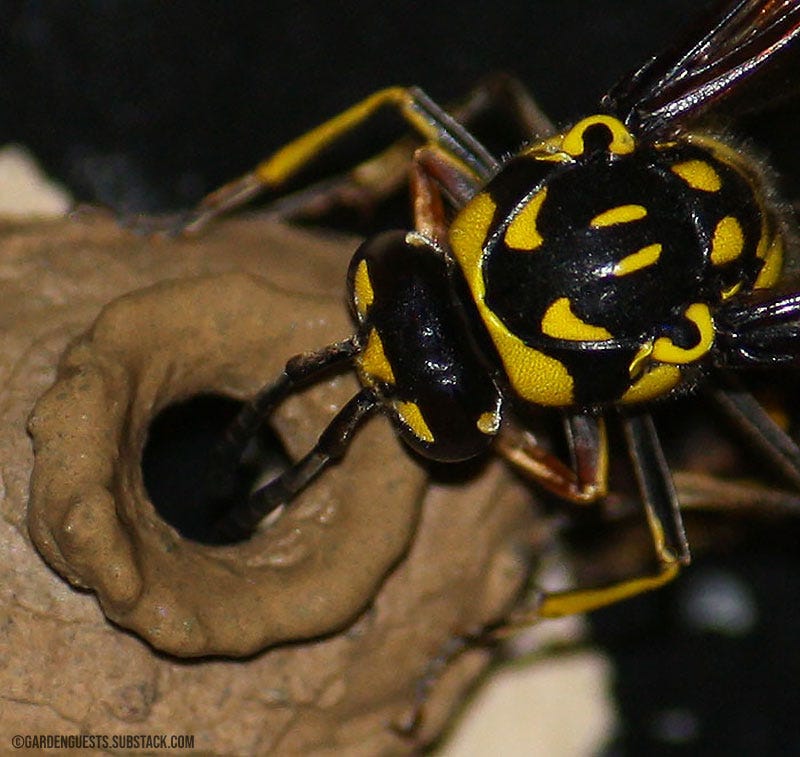 Potter wasp building her nest