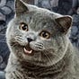 Bisquick's avatar
