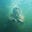 The Pilgrim's Plunge's avatar