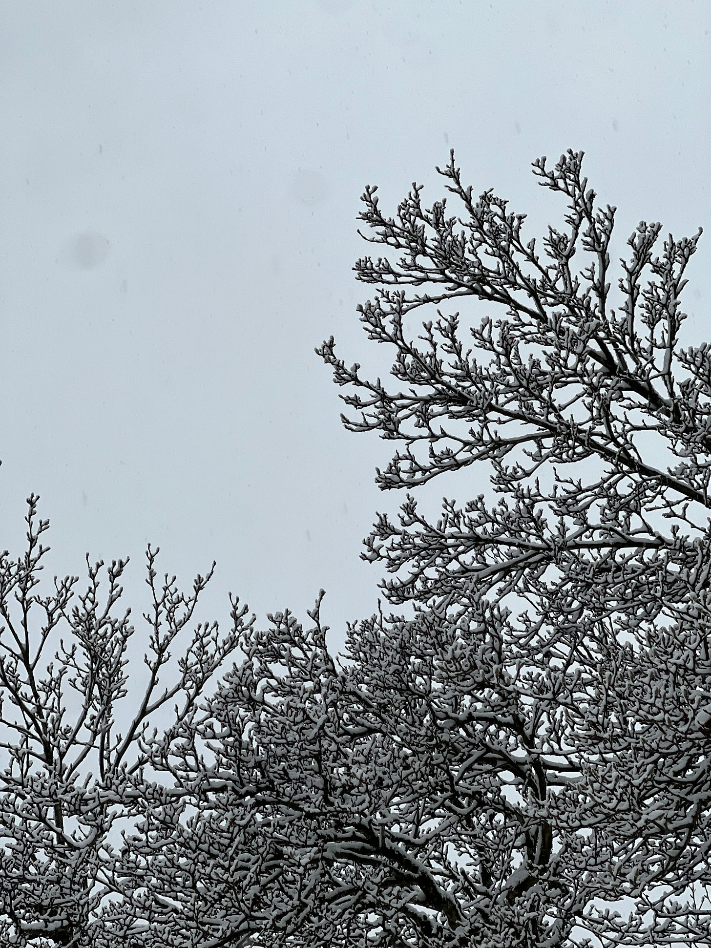 cherry blossom in the snow