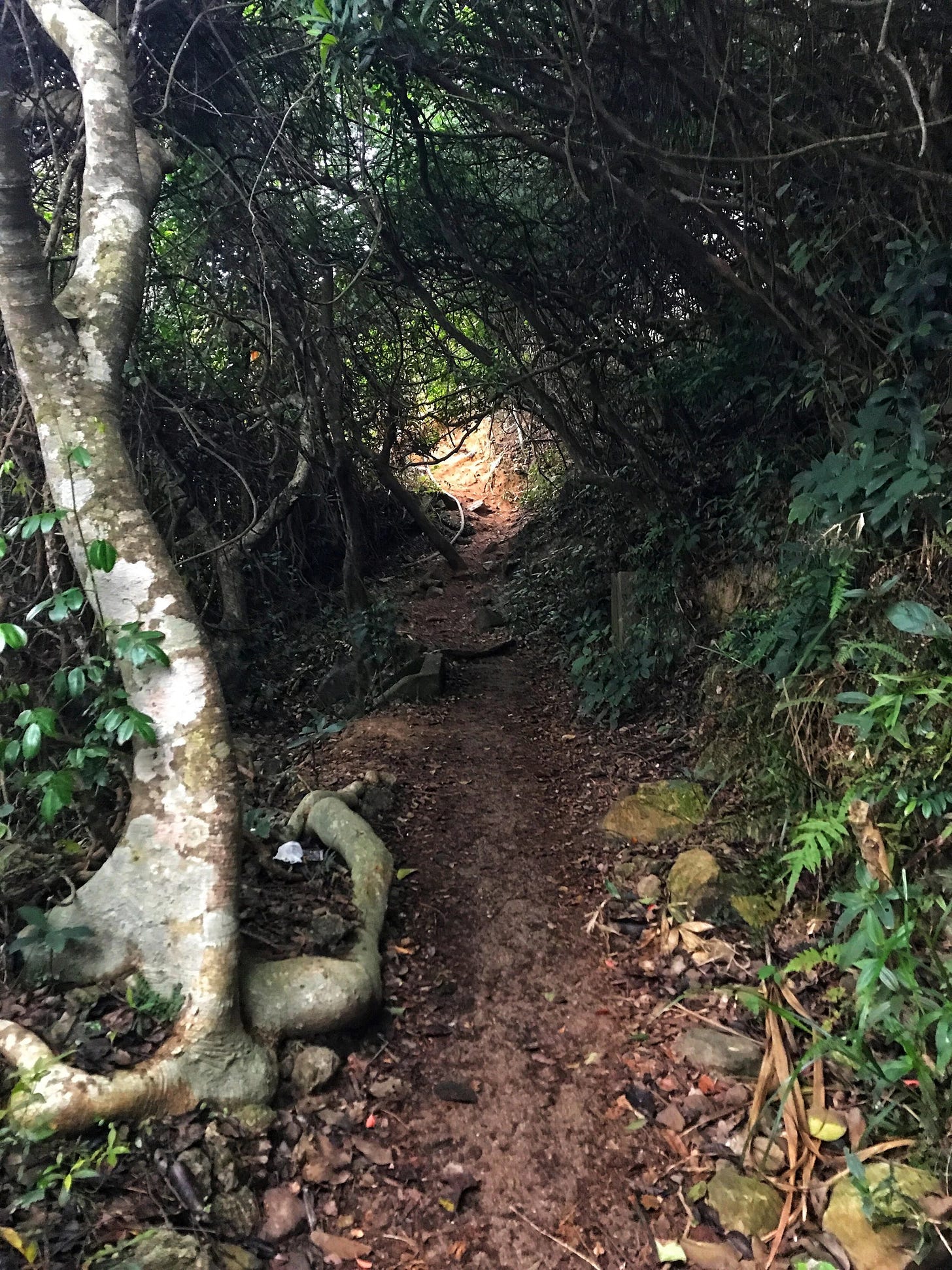 Unpaved wooded pathway towards Cape Collinson - is it Alice in Wonderland or is it just me? Unpaved wooded pathway towards Cape Collinson - is it Alice in Wonderland or is it just me?