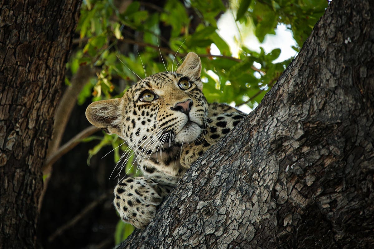 Botswana Botswana