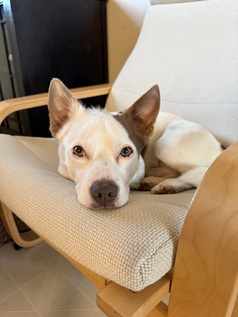 A collection of photos of Bosley, a chihuahua cattle dog mix, solo, with Roxy, a husky chihuahua mix, and with Allison