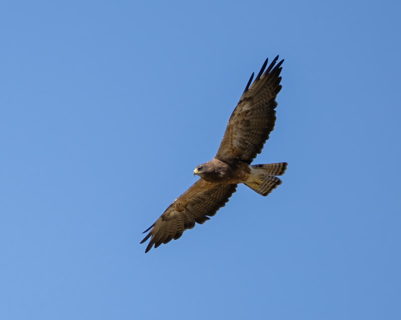 20250731-Manville-424-Edit.jpg 20250731-Manville-424-Edit.jpg