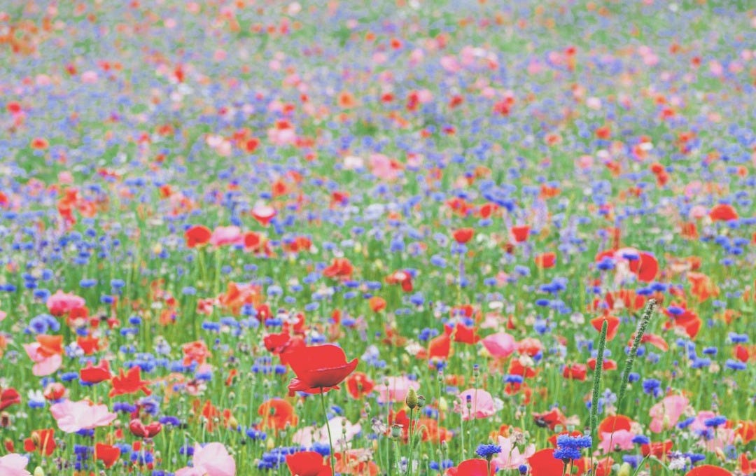 red blue and yellow flower field red blue and yellow flower field