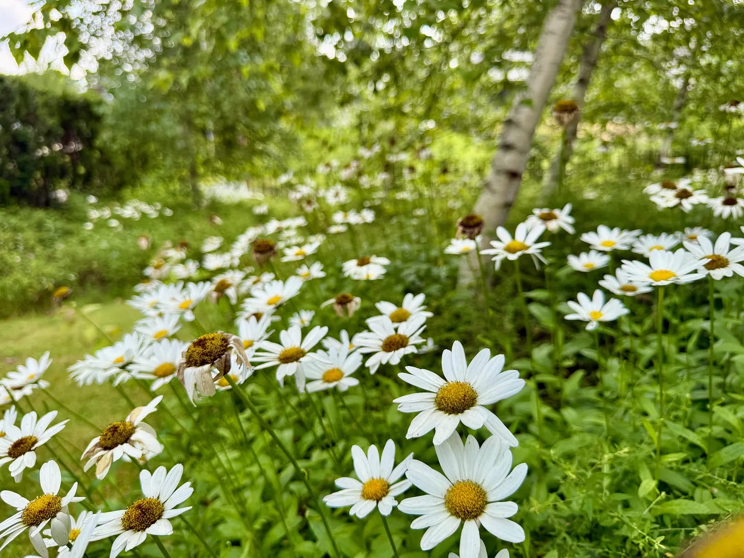Our flowering semi-shade meadow at Havenwood this summer