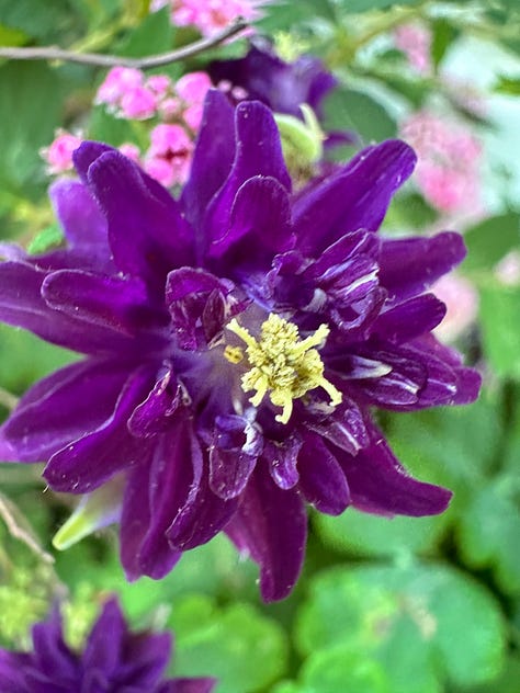 different colored Columbine flowers - purple, pink, purple and white, burgundy, orange and yellow