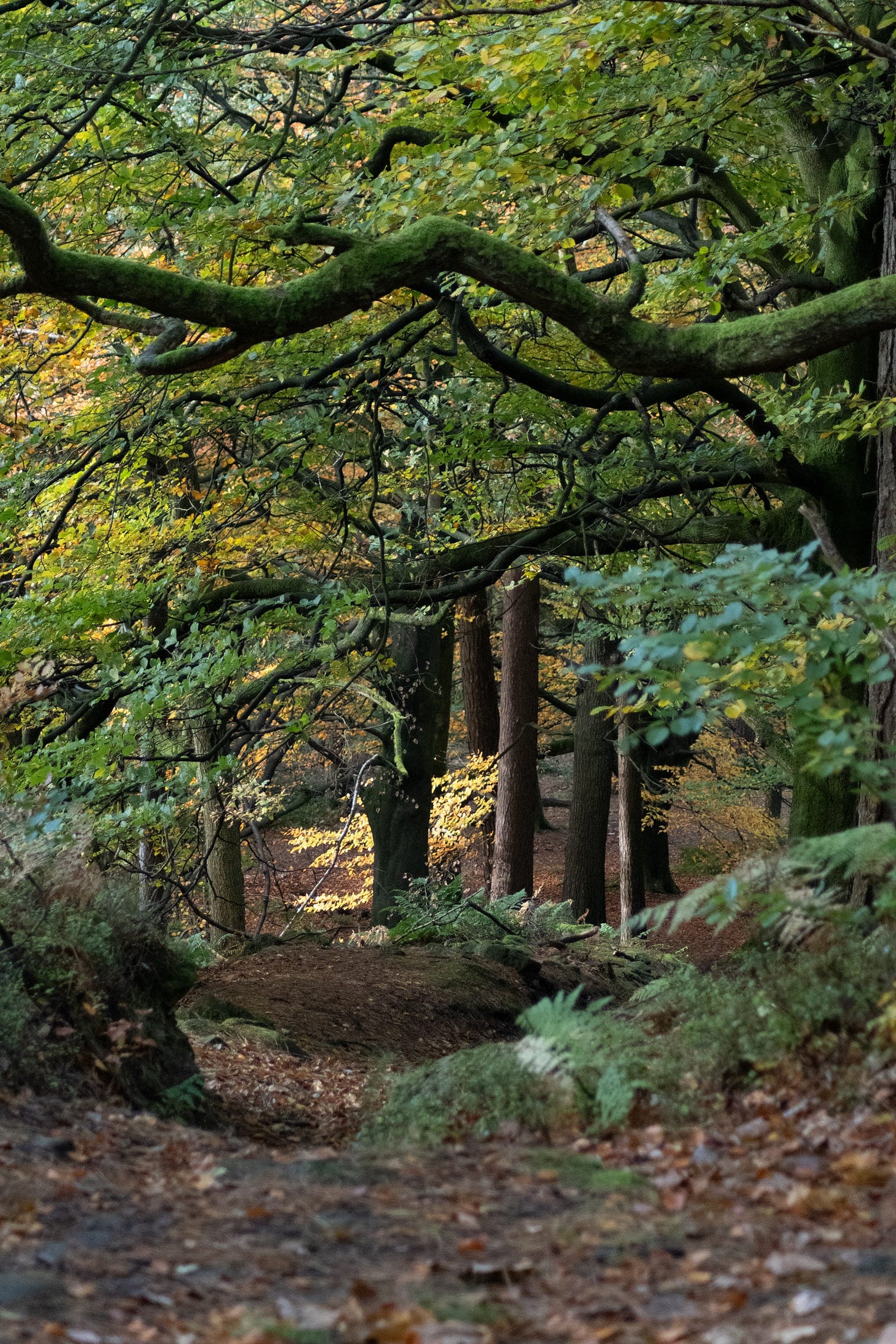 hardcastle crags - foul scout wood