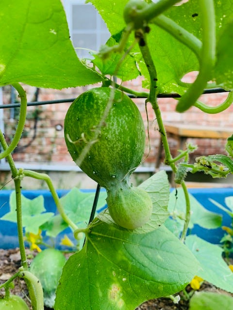 Cucumber growing in blue planter
