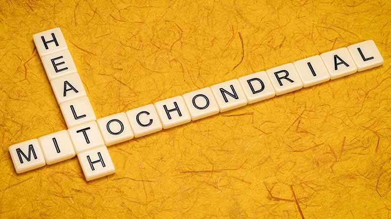 mitochondria supplements
