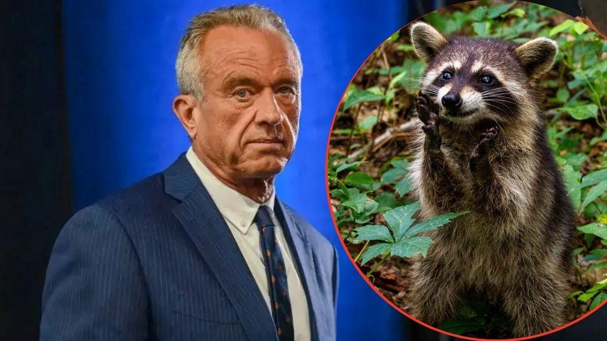 Robert F Kennedy Jr and raccoon Robert F Kennedy Jr and raccoon