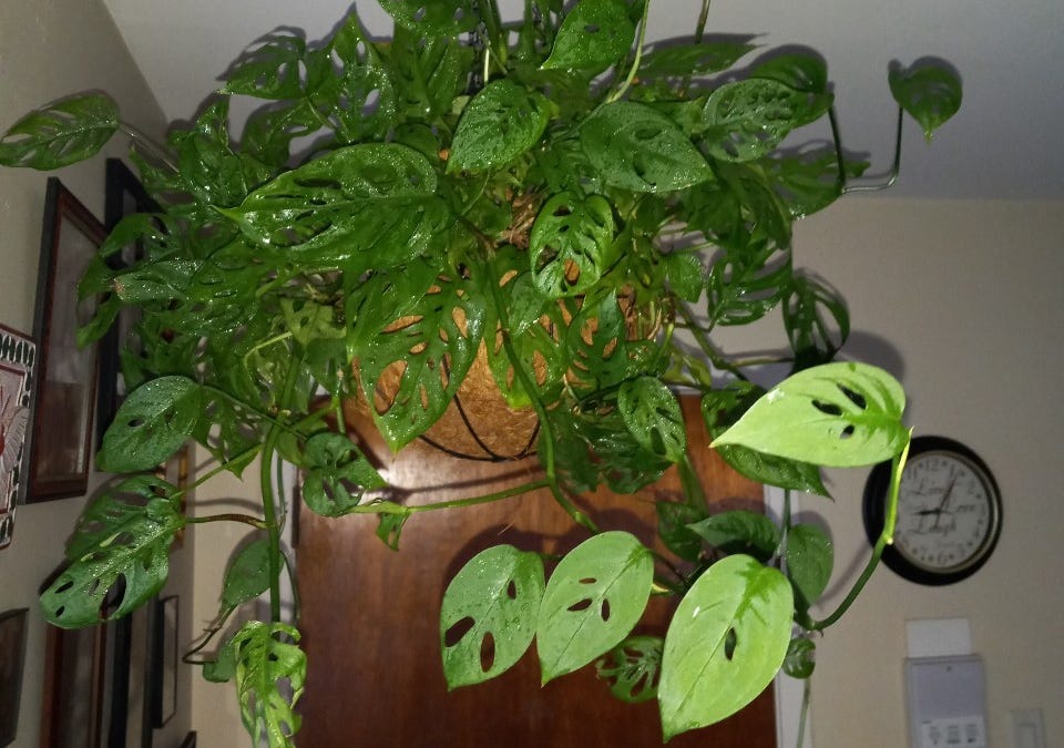 monstera thai collection Monstera 'Thai Constellation'