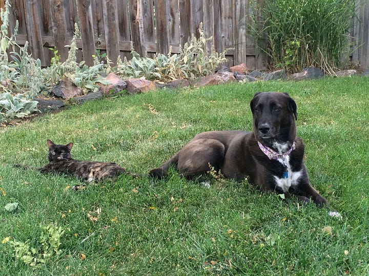 dogs and cats sitting and sleeping together