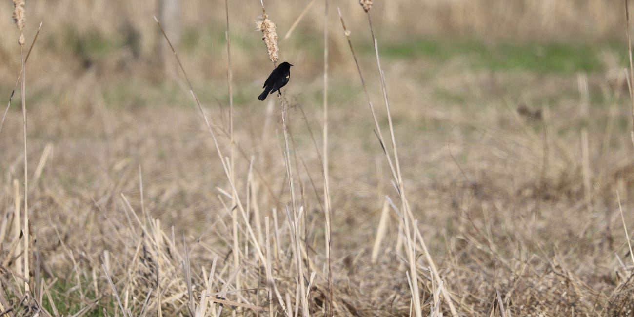 How New York State is quietly manipulating "environmental" nonprofits using grant money